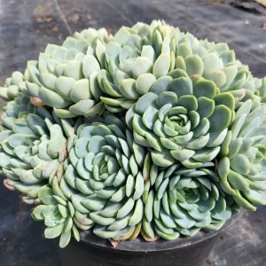 Echeveria Elegans Mexican Snowball Live Plant – 2 inch Pot – Indoor/Outdoor Succulent - Image 2