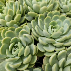 Echeveria Elegans Mexican Snowball Live Plant – 2 inch Pot – Indoor/Outdoor Succulent - Image 3