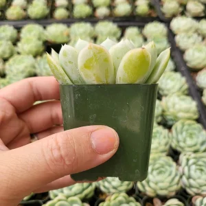 Echeveria Elegans Mexican Snowball Live Plant – 2 inch Pot – Indoor/Outdoor Succulent - Image 4