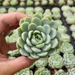 Echeveria Elegans Mexican Snowball Live Plant – 2 inch Pot – Indoor/Outdoor Succulent - Image 5