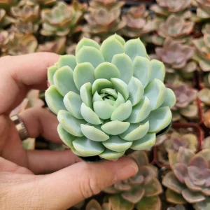 Echeveria Elegans Mexican Snowball Live Plant – 2 inch Pot – Indoor/Outdoor Succulent - Image 6