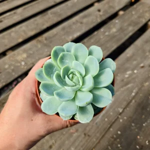 Echeveria Elegans Mexican Snowball Live Plant – 2 inch Pot – Indoor/Outdoor Succulent - Image 7