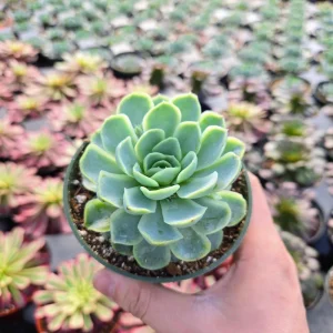 Echeveria Elegans Mexican Snowball Live Plant – 2 inch Pot – Indoor/Outdoor Succulent - Image 8