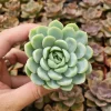Echeveria Elegans Mexican Snowball Live Plant – 2 inch Pot – Indoor/Outdoor Succulent - Image 1