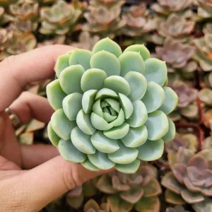 Echeveria Elegans Mexican Snowball Live Plant – 2 inch Pot – Indoor/Outdoor Succulent - Image 1