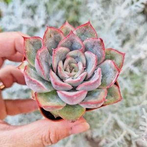Echeveria Esther Succulent Live Plant – 2 inch Potted Indoor Succulent - Image 2