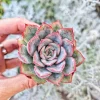 Echeveria Esther Succulent Live Plant – 2 inch Potted Indoor Succulent - Image 1