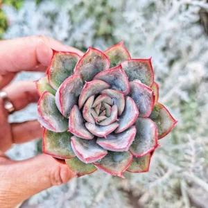 Echeveria Esther Succulent Live Plant – 2 inch Potted Indoor Succulent - Image 1