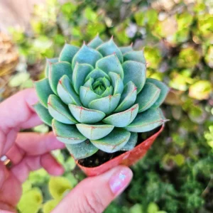 Echeveria Fabiola Live Succulent Plant – 2 inch Potted – Indoor Houseplant - Image 2