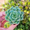 Echeveria Fabiola Live Succulent Plant – 2 inch Potted – Indoor Houseplant - Image 1