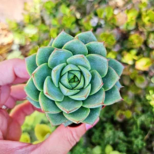 Echeveria Fabiola Live Succulent Plant – 2 inch Potted – Indoor Houseplant - Image 1