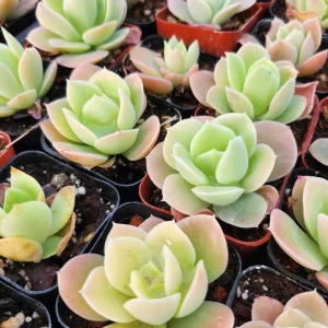 Echeveria Lemon Lime Live Plant – 2 inch Potted Succulent – Indoor/Outdoor - Image 3