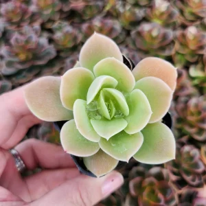 Echeveria Lemon Lime Live Plant – 2 inch Potted Succulent – Indoor/Outdoor - Image 4
