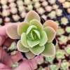 Echeveria Lemon Lime Live Plant – 2 inch Potted Succulent – Indoor/Outdoor - Image 1