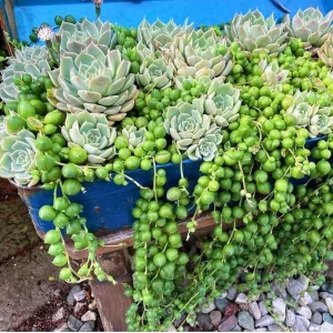 Echeveria Lola & String of Pearls Combo Live Succulent Plants – 2 Inch Pots - Image 2