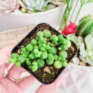 Echeveria Lola & String of Pearls Combo Live Succulent Plants – 2 Inch Pots - Image 3