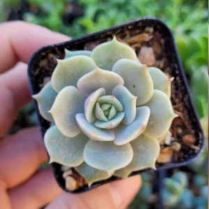 Echeveria Lola & String of Pearls Combo Live Succulent Plants – 2 Inch Pots - Image 4