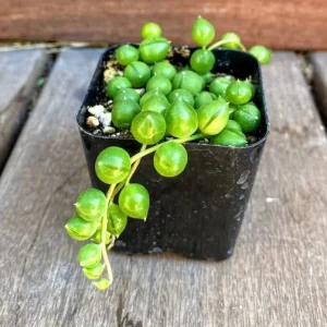 Echeveria Lola & String of Pearls Combo Live Succulent Plants – 2 Inch Pots - Image 5