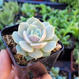 Echeveria Lola & String of Pearls Combo Live Succulent Plants – 2 Inch Pots - Image 8