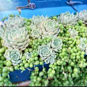 Echeveria Lola & String of Pearls Combo Live Succulent Plants – 2 Inch Pots - Image 1