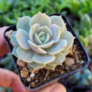 Echeveria Lola Succulent Live Plant - 2-inch Potted - Indoor Succulent - Image 3