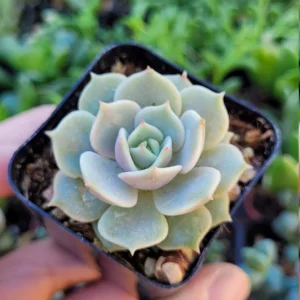 Echeveria Lola Succulent Live Plant - 2-inch Potted - Indoor Succulent - Image 4