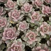 Echeveria Lola Succulent Live Plant - 2-inch Potted - Indoor Succulent - Image 1