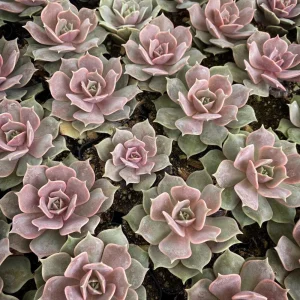 Echeveria Lola Succulent Live Plant - 2-inch Potted - Indoor Succulent - Image 1