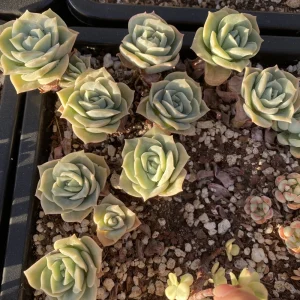 Echeveria Lovely Rose Live Succulent Plant - Rare Indoor Houseplant, 1.5 inch - Image 2