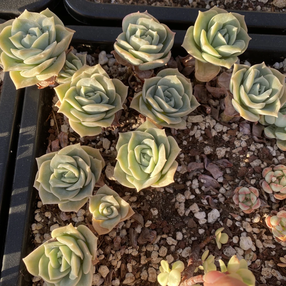 Echeveria Lovely Rose Live Succulent Plant - Rare Indoor Houseplant, 1.5 inch - Image 2