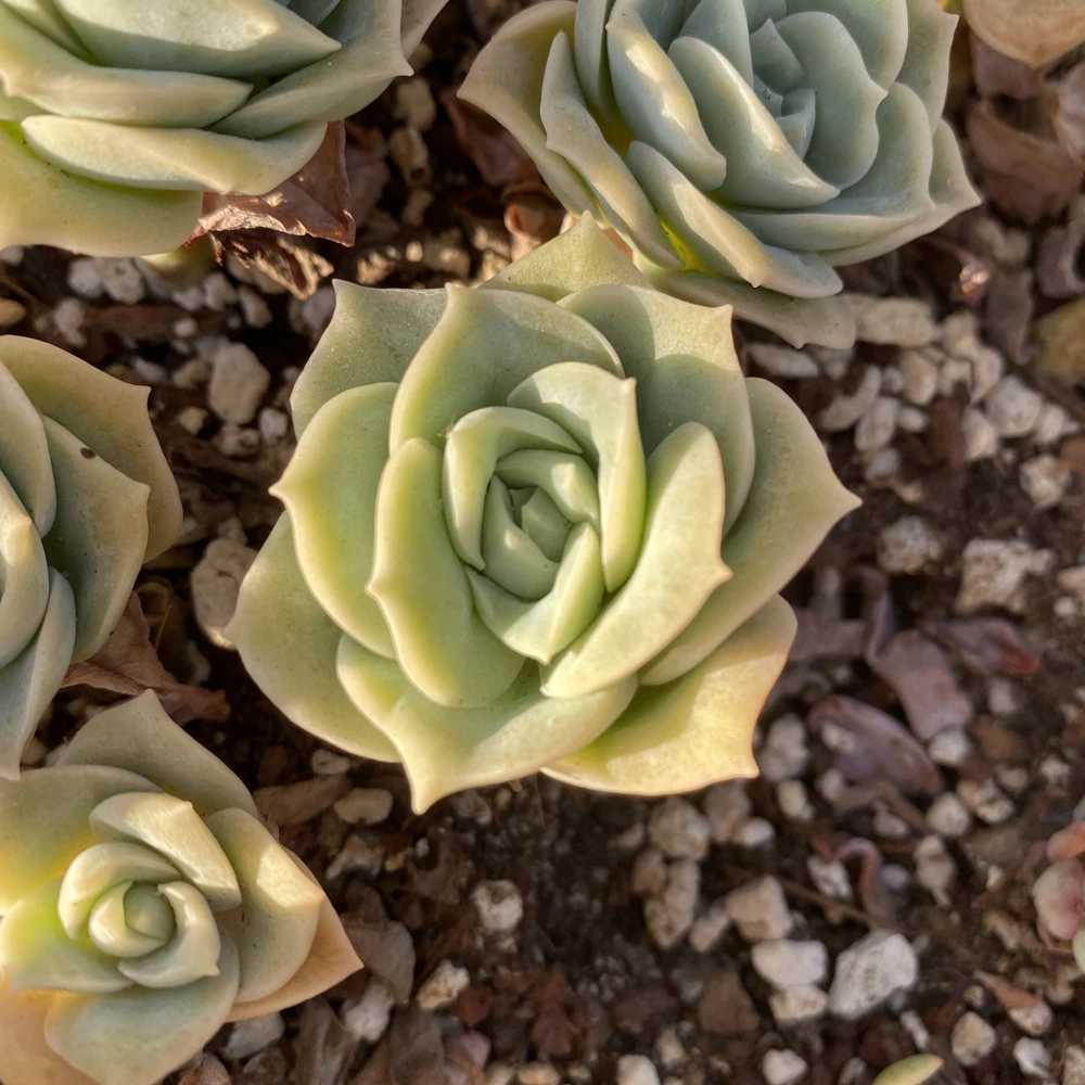 Echeveria Lovely Rose Live Succulent Plant - Rare Indoor Houseplant, 1.5 inch - Image 1