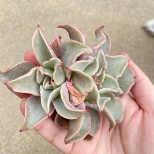 Echeveria Madiba Live Plant - Rare Succulent - 5-6 Inch Rosette - Indoor/Outdoor - Image 2