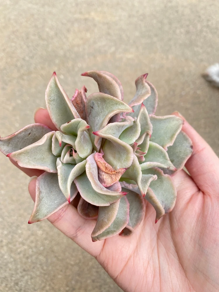 Echeveria Madiba Live Plant - Rare Succulent - 5-6 Inch Rosette - Indoor/Outdoor - Image 2