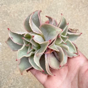 Echeveria Madiba Live Plant - Rare Succulent - 5-6 Inch Rosette - Indoor/Outdoor - Image 3