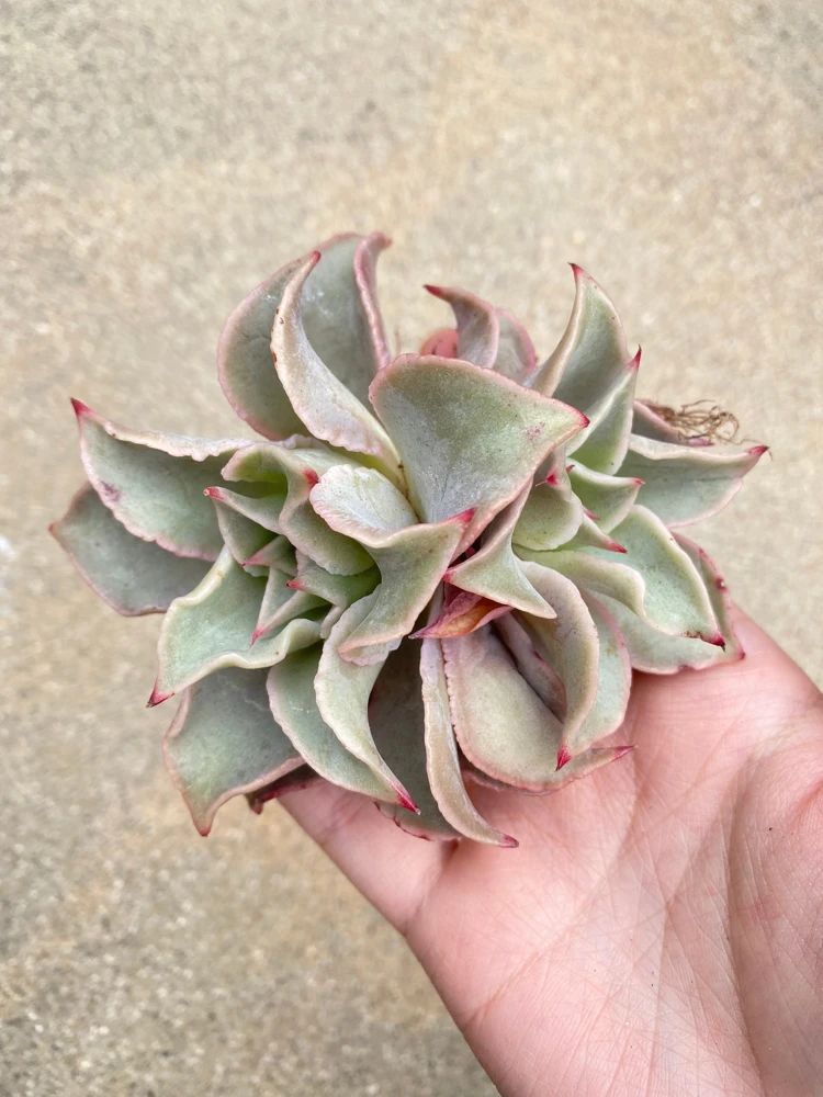 Echeveria Madiba Live Plant - Rare Succulent - 5-6 Inch Rosette - Indoor/Outdoor - Image 3