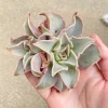 Echeveria Madiba Live Plant - Rare Succulent - 5-6 Inch Rosette - Indoor/Outdoor - Image 1