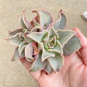 Echeveria Madiba Live Plant - Rare Succulent - 5-6 Inch Rosette - Indoor/Outdoor - Image 1