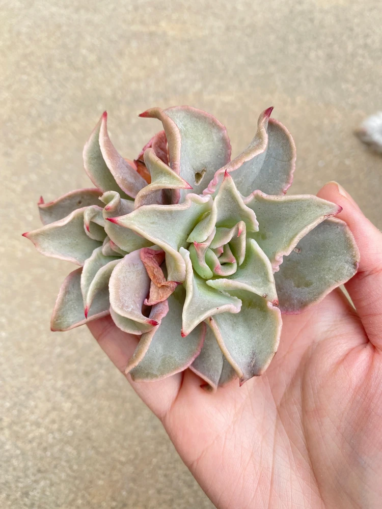 Echeveria Madiba Live Plant - Rare Succulent - 5-6 Inch Rosette - Indoor/Outdoor - Image 1