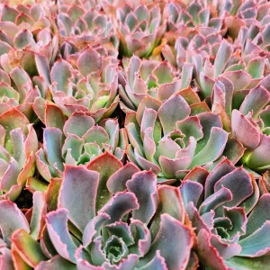 Echeveria Neon Breaker Live Succulent Plant – 2 inch Potted – Indoor/Outdoor - Image 2
