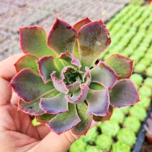 Echeveria Neon Breaker Live Succulent Plant – 2 inch Potted – Indoor/Outdoor - Image 3