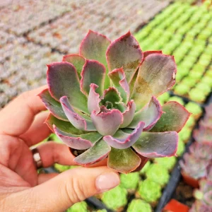 Echeveria Neon Breaker Live Succulent Plant – 2 inch Potted – Indoor/Outdoor - Image 4