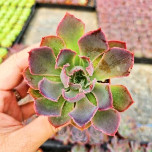 Echeveria Neon Breaker Live Succulent Plant – 2 inch Potted – Indoor/Outdoor - Image 5