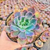 Echeveria Neon Breaker Live Succulent Plant – 2 inch Potted – Indoor/Outdoor - Image 1