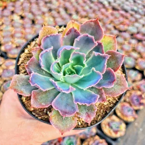 Echeveria Neon Breaker Live Succulent Plant – 2 inch Potted – Indoor/Outdoor - Image 1