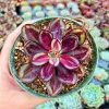 Echeveria Nodulosa Painted Lady Live Succulent Plant – 2-3 inch Rosette – Low Maintenance Indoor - Image 1