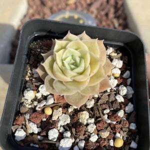 Echeveria Onslow Live Succulent Plant - 1.5 Inch - Pale Green to Peach Indoor - Image 1