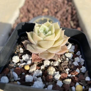 Echeveria Onslow Live Succulent Plant - 1.5 Inch - Pale Green to Peach Indoor - Image 2