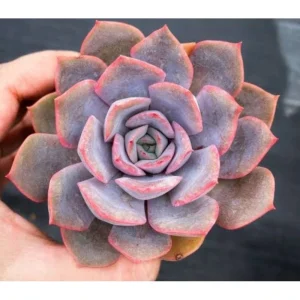 Echeveria Orion Live Succulent Plant – 2 inch Potted Rosette – Indoor/Outdoor - Image 10