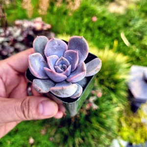 Echeveria Orion Live Succulent Plant – 2 inch Potted Rosette – Indoor/Outdoor - Image 7