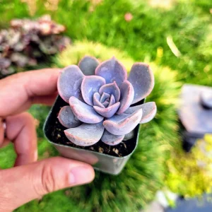 Echeveria Orion Live Succulent Plant – 2 inch Potted Rosette – Indoor/Outdoor - Image 8